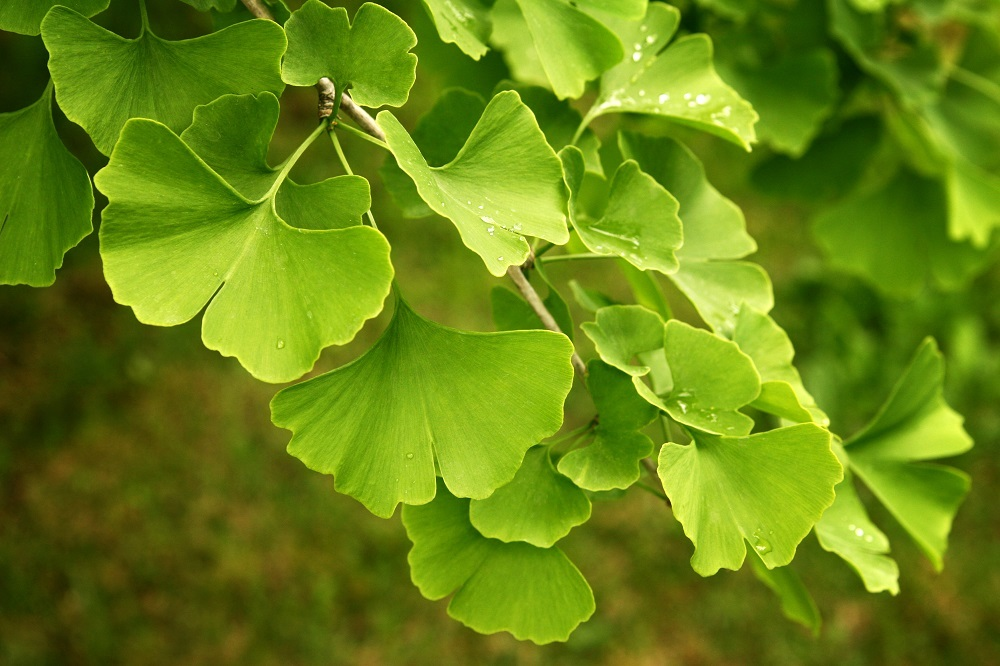 ginko biloba leaves